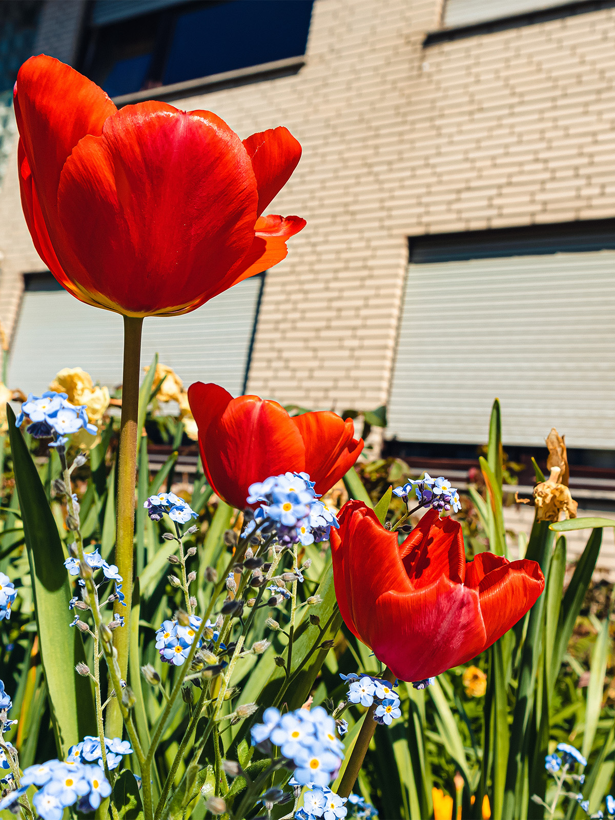 Tulpen in Koblenz
