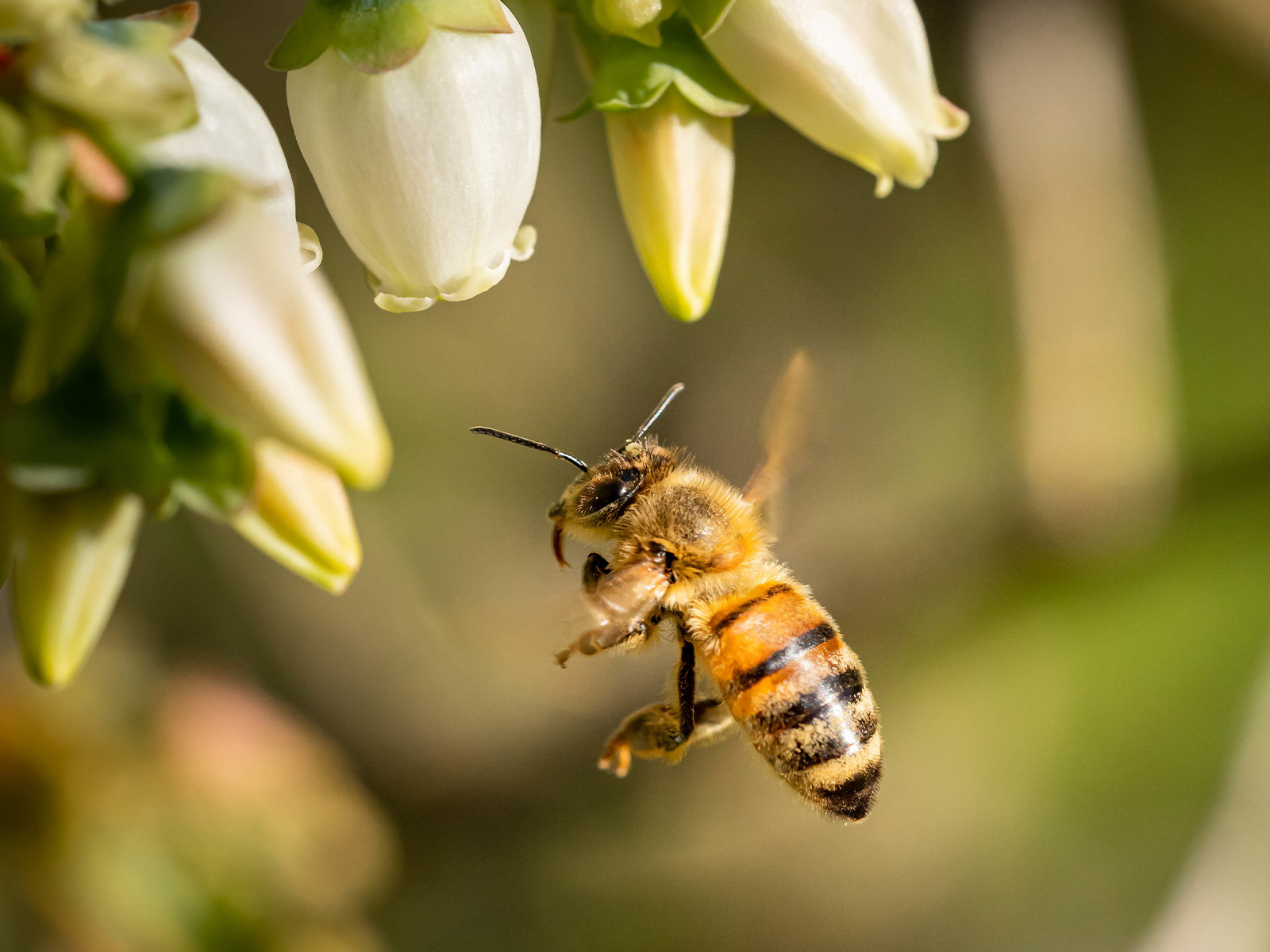 Eine Biene fliegt Blüten an